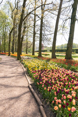 Plakat spring flower beds of blooming colorful pink purple tulips in a large park