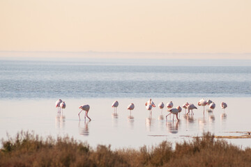 Fototapeta premium Flamant en camargue