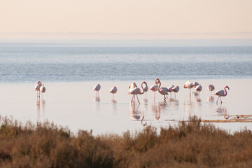 Flamand Rose en camargue