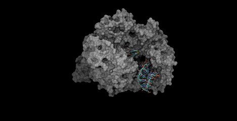 SARS-CoV- / Covid-10 RNA-dependent RNA polymerase with RNA 3D molecule 4K