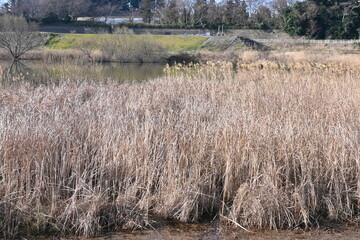 The common reed in the retarding basin. Common reed are Poaceae perennial plants that form tall...