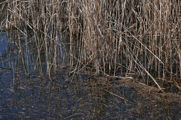 The common reed in the retarding basin. Common reed are Poaceae perennial plants that form tall colonies in rivers and marshes.