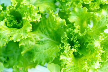 Fresh lettuce leaves, close up of organic healthy green lettuce plants at farm