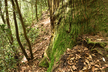Climbing Mt. Tsukuba, Ibaraki, Japan