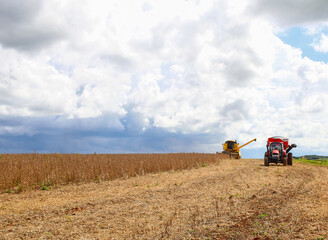 Naklejka premium tractor and harvester harvesting soybeans on a rainy day