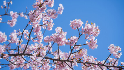 春の桜と青空