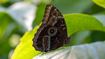 Butterfly Rainforest exhibit in Gainesville, Florida.