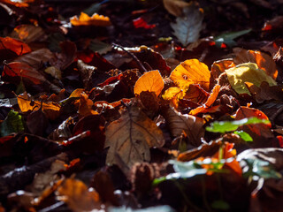 Scene in a forest park with illuminated by the sun brown leaf. Beautiful nature scenery.