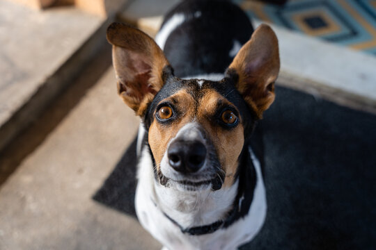O cachorro e as grandes orelhas