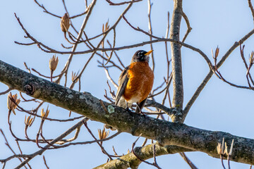 robin in tree