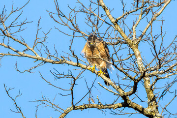 hawk in tree