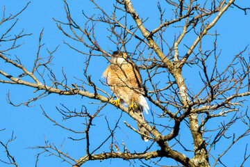 hawk on a branch