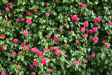 Wall of pink rose, angela