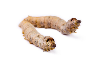 The silkworm is the larva or caterpillar of the domestic silkmoth, Bombyx mori. It is an economically important insect, being a primary producer of silk.