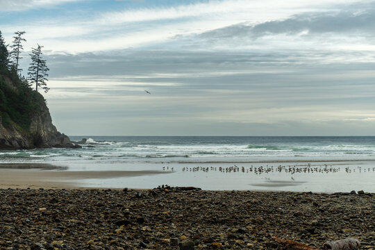 A flock of seagulls resting on the sand on the beach at Oswald West State Park