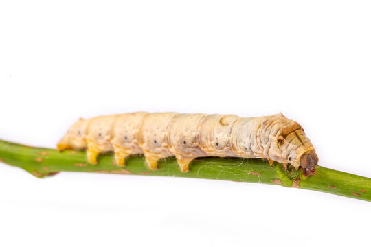 The silkworm is the larva or caterpillar of the domestic silkmoth, Bombyx mori. It is an economically important insect, being a primary producer of silk.
