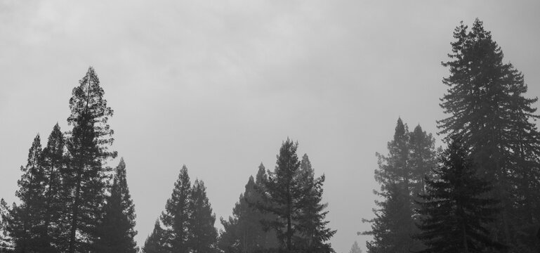 Black and white image of redwood trees on a foggy day 