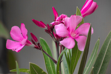 pink flowers