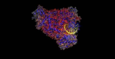 SARS-CoV- / Covid-10 RNA-dependent RNA polymerase with RNA 3D molecule 4K