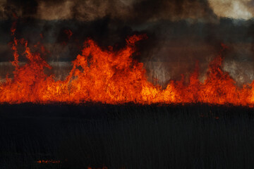 焼け野原（Burned field）