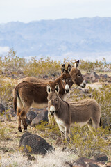 Naklejka na ściany i meble Wild burros in the desert
