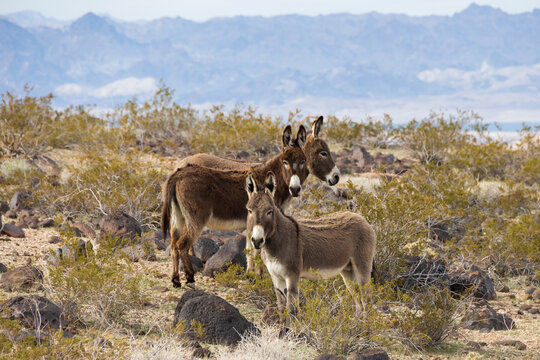 Wild burros in the desert