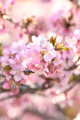 Fototapeta na wymiar 満開を迎えた河津桜の花