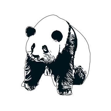 black and white sketch of panda with transparent background
