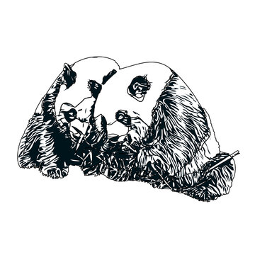 black and white sketch of panda with transparent background