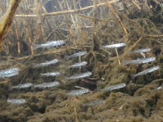 サケの稚魚の群れが川を下る