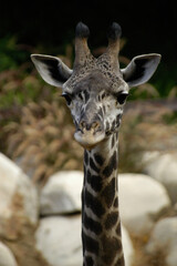Giraffe