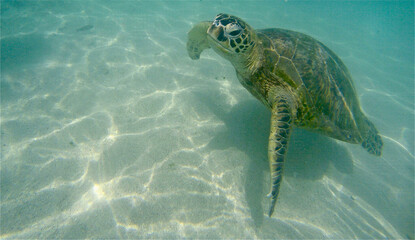 Sea turtle Oahu