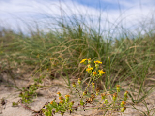 Yellow flower, Hawkweed, in the sand dune with grass behind.