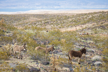 Wild burros in the desert