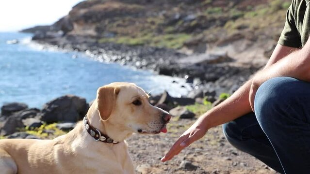 A dog trainer interacts with a golden retriever during training