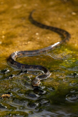 A small, young-looking snake—probably a water snake in the genus Nerodia (genus ID is tentative), in a creek in Sarasota, Florida