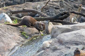 A single otter is hard at work gathering food from a nearby stream in Orlando, Florida.