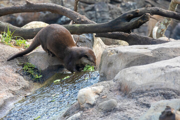 A single otter is hard at work gathering food from a nearby stream in Orlando, Florida.