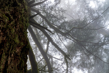 Fog collects on the needles of an Old Growth Douglas Fir  (Pseudotsuga menziesii) in the Pacific Northwest.