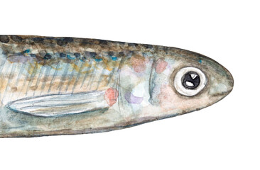 Watercolour illustration of little positive anchovy fish. Symbol of luck, success, good vibes, new friendship. Hand painted water color sketchy drawing on white, cutout clipart element for design.