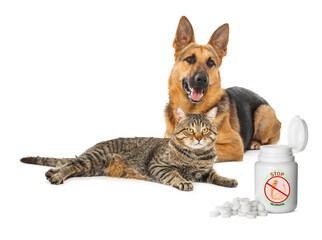 Deworming. Cute German Shepherd dog, striped cat and medical bottles with anthelmintic drugs on...