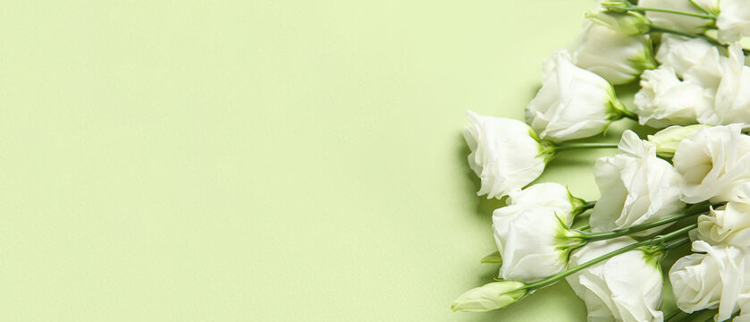 White eustoma flowers on green background with space for text