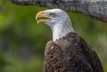 american bald eagle