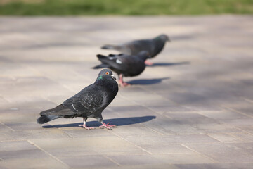 Obraz premium Pigeons on grey pavement outdoors