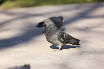 Pigeon on grey pavement outdoors, closeup