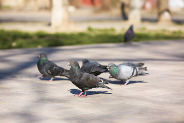 Pigeons on grey pavement outdoors
