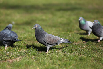 Pigeons on green grass outdoors