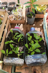 Green plants in reused plastic bottles, urban vegetable garden, sustainable production of healthy...