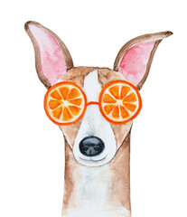 Watercolour illustration of cute little whippet dog wearing bright funny sun glasses with orange pattern. Hand painted graphic drawing on white background, cut out clipart element for creative design. - 578528900