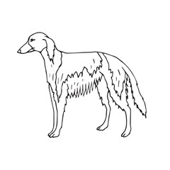 Vector hand drawn doodle sketch russian borzoi dog isolated on white background